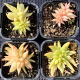 Echeveria agavoides cristata S