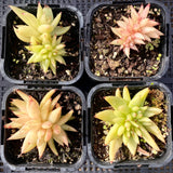 Echeveria agavoides cristata S