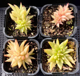 Echeveria agavoides cristata S