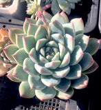 Echeveria alba beauty 阿尔巴佳人 MELBOURNE SYDNEY ADELAIDE QUEENSLAND CANBERRA VICTORIA NSW QUEENSLAND SOUTH AUSTRALIA ACT SUCCULENT 多肉 墨尔本 维多利亚 澳洲 澳大利亚 悉尼 新南威尔士 阿德莱德 南澳 昆士兰 布里斯本 黄金海岸 多肉植物 堪培拉