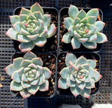 Echeveria alba beauty 阿尔巴佳人 MELBOURNE SYDNEY ADELAIDE QUEENSLAND CANBERRA VICTORIA NSW QUEENSLAND SOUTH AUSTRALIA ACT SUCCULENT 多肉 墨尔本 维多利亚 澳洲 澳大利亚 悉尼 新南威尔士 阿德莱德 南澳 昆士兰 布里斯本 黄金海岸 多肉植物 堪培拉
