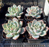 Echeveria alba beauty
