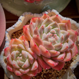 Echeveria alba beauty
