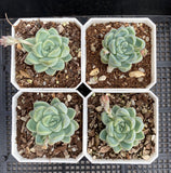 Echeveria albicans SMALL