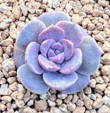 Echeveria amazing grace monstrose S