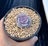 Echeveria amazing grace monstrose S