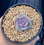 Echeveria amazing grace monstrose S