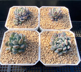 Echeveria amoena round asian form