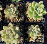 Echeveria Arzee