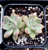 Echeveria Arzee