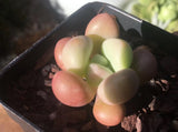 Graptoveria 'Avant-garde'