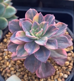 Echeveria bicolour variegata
