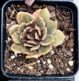 Echeveria black prince monstrose