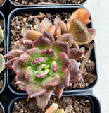 Echeveria black prince monstrose
