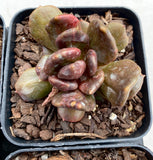 Echeveria black prince monstrose