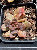 Echeveria black prince monstrose