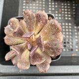 Echeveria black prince monstrose