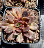 Echeveria black prince monstrose