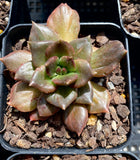 Echeveria black prince monstrose