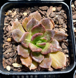 Echeveria black prince monstrose