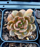 Echeveria black prince monstrose
