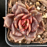 Echeveria black prince monstrose