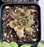 Echeveria black prince monstrose