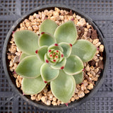 MELBOURNE SYDNEY ADELAIDE QUEENSLAND CANBERRA VICTORIA NSW QUEENSLAND SOUTH AUSTRALIA ACT SUCCULENT 多肉 墨尔本 维多利亚 澳洲 澳大利亚 悉尼 新南威尔士 阿德莱德 南澳 昆士兰 布里斯本 黄金海岸 多肉植物 堪培拉 Echeveria blue dragon 蓝龙