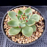 Echeveria blue dragon