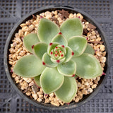 Echeveria blue dragon