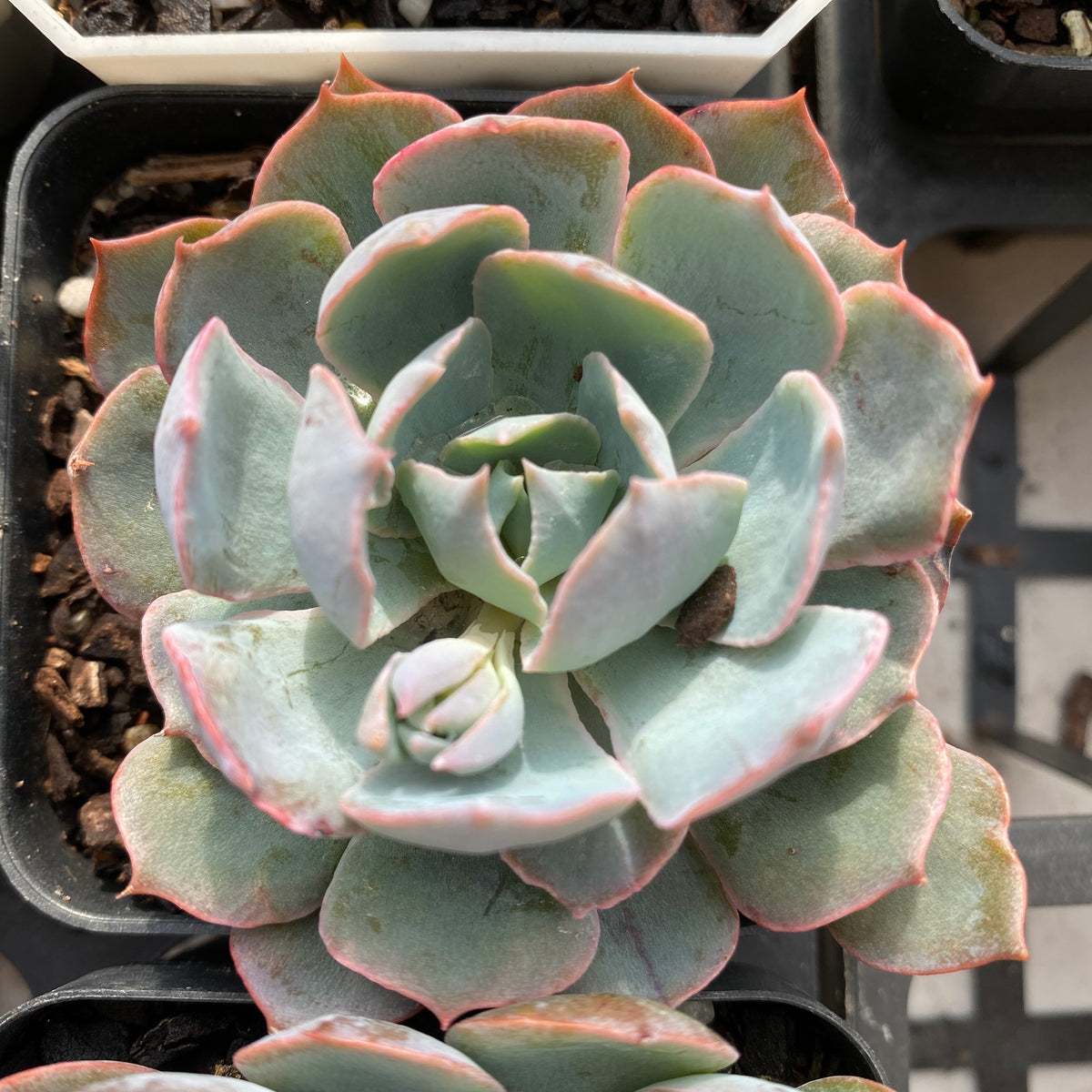 blue heron succulent Echeveria blue heron – RNT SUCCULENTS