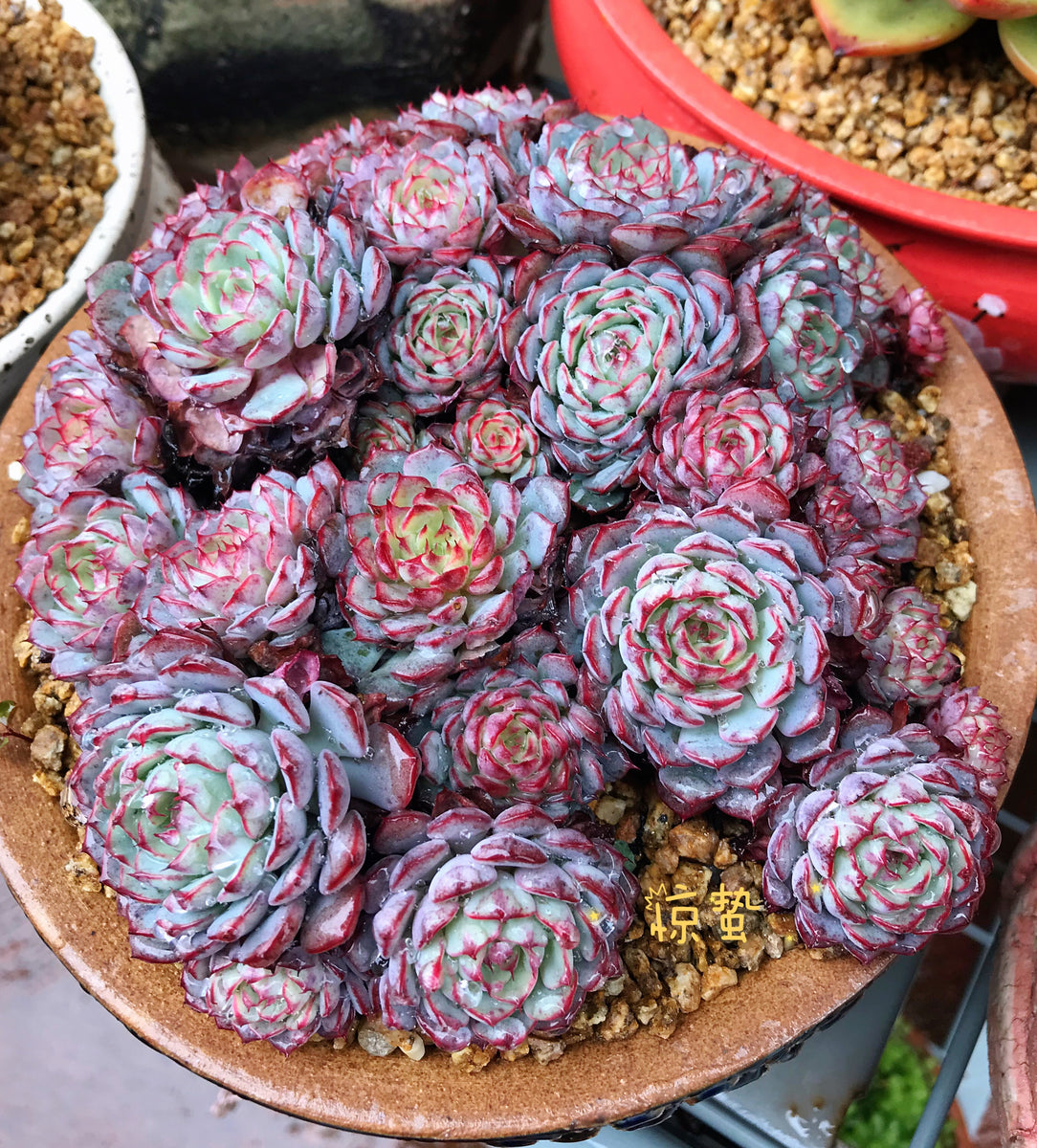 blue minima succulent Echeveria blue minima