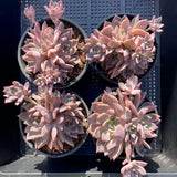 Echeveria bonifica