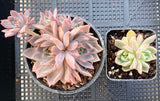 Echeveria bonifica