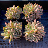 Echeveria bonifica