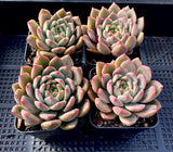 Echeveria bonifica