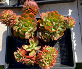 Echeveria briar rose crest
