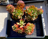 Echeveria briar rose crest