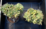 Echeveria briar rose crest