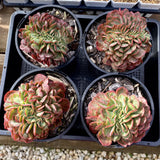 Echeveria briar rose crest