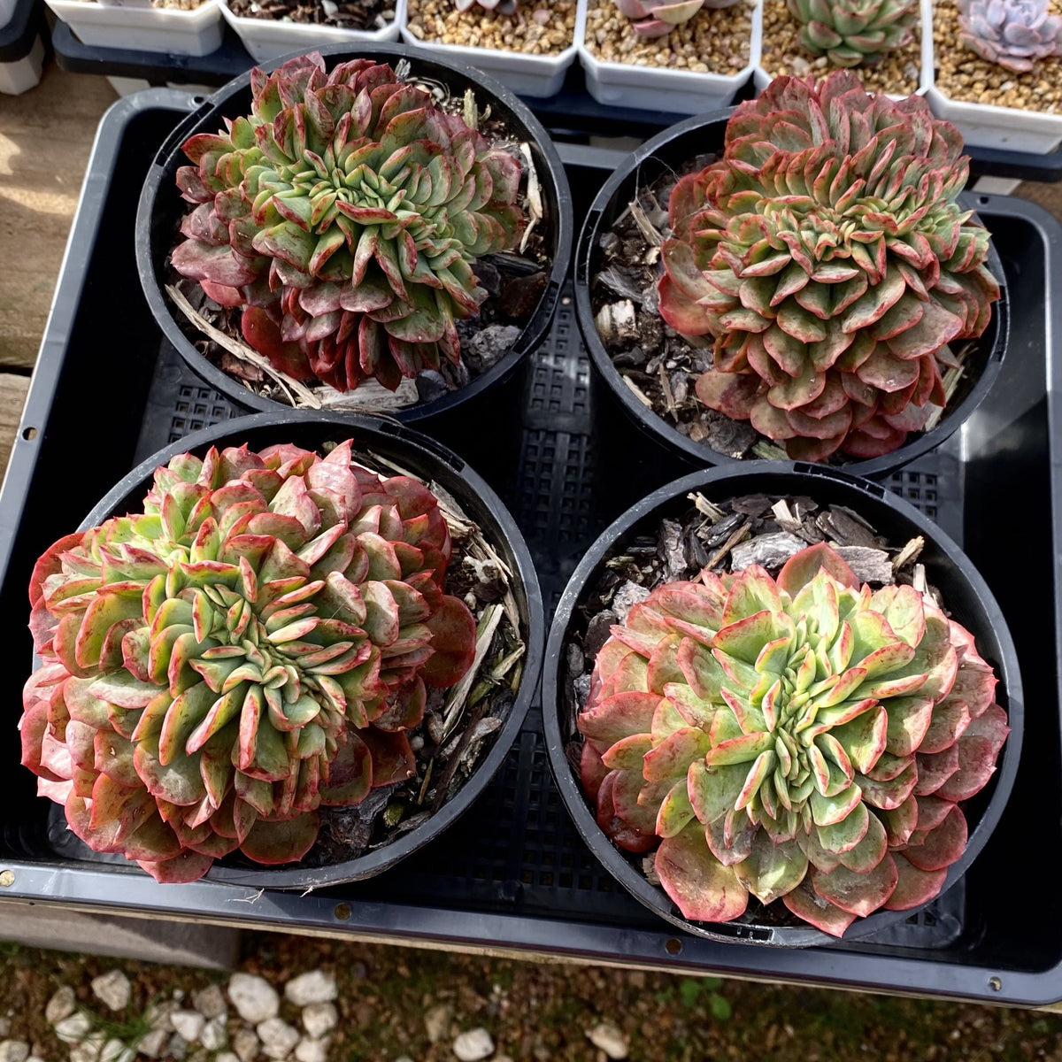 briar rose succulent Echeveria briar rose crest – RNT SUCCULENTS