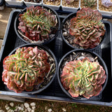Echeveria briar rose crest