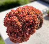 Echeveria briar rose crest