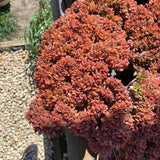 Echeveria briar rose crest