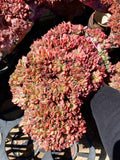 Echeveria briar rose crest