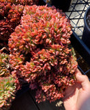 Echeveria briar rose crest
