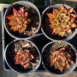 Echeveria agavoides bronze beauty