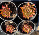 Echeveria agavoides bronze beauty