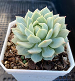 Echeveria captain hay