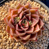 Echeveria caramel rose S